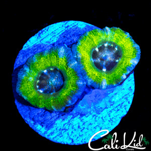 ULTRA PATTERN ASIAN ACAN DOUBLE