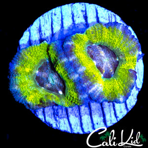 ULTRA PATTERN ASIAN ACAN DOUBLE