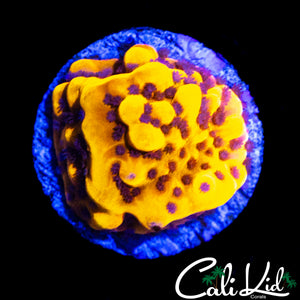 CK BUBONIC MONTI