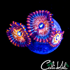 CB WHITE ZOMBIE TRIPLE