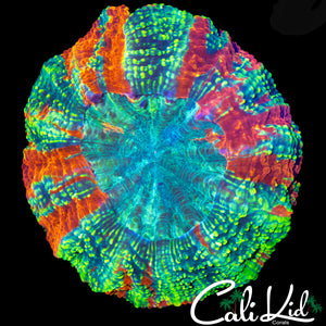 BLINDING MINI ACANTHO