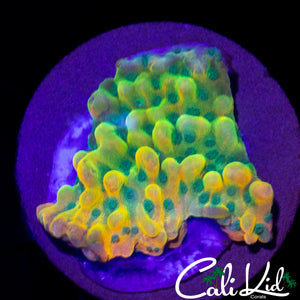 RAINBOW PHOENIX MONTI