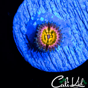 CK MONSTERS INC ZOA