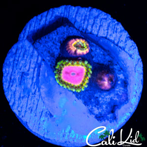 RRU OG PINK DIAMOND ZOA TRIPLE