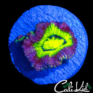 RARE PURPLE ASIAN ACAN
