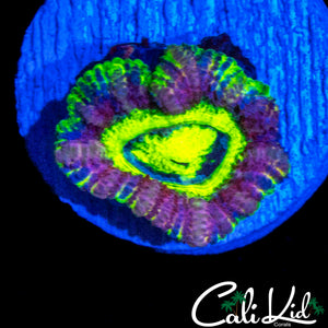 RARE PURPLE ASIAN ACAN
