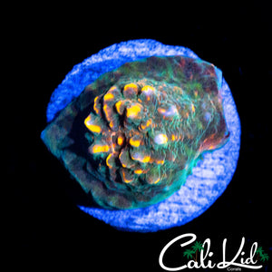 ULTRA EYE CHALICE