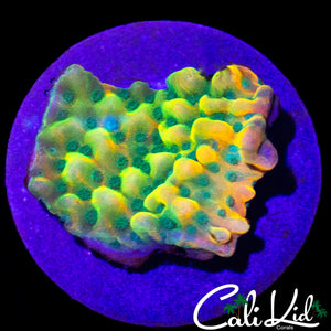 RAINBOW PHOENIX MONTI
