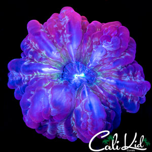 PURPLE BOT CYNARINA