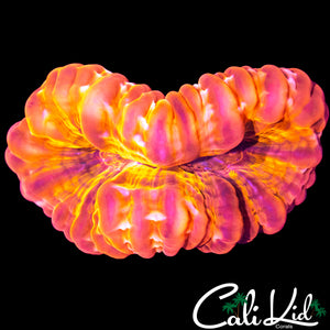 ORANGESICLE CYNARINA