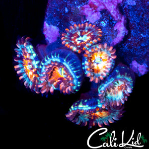 CB WHITE ZOMBIE MINI COLONY