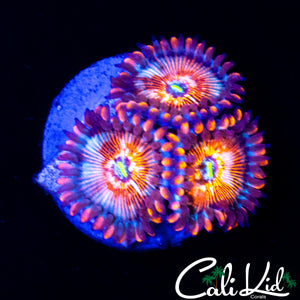 CB WHITE ZOMBIE ZOA TRIPLE