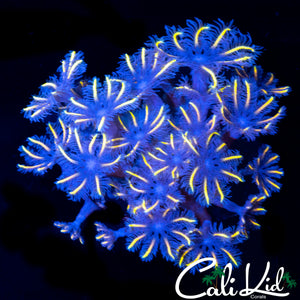 FIREWORKS CLOVES CHUNK