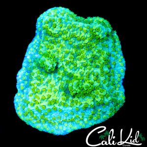 TYREE NEON GREEN MONTI