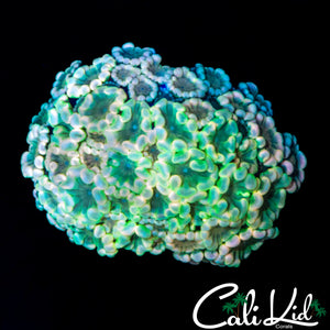 AMAZING RAINBOW ALVEOPORA