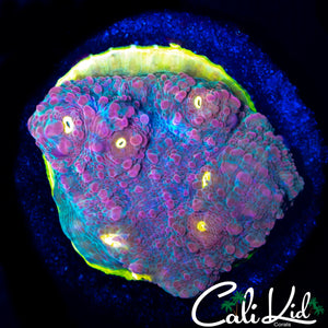 CK MELON HEAD CHALICE