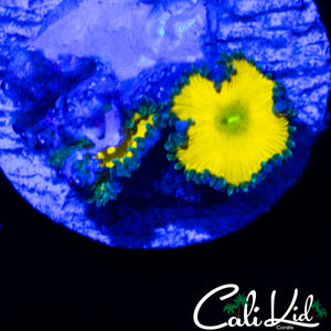 CK SOLAR DEITY TRIPLE