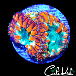 FLAMIN BUBBLE BLASTO TRIPLE