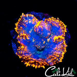 BLUE THUNDER RHODACTIS