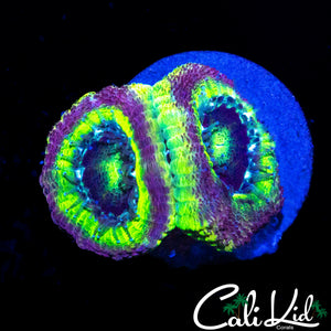 RARE RAINBOW ASIAN ACAN DOUBLE