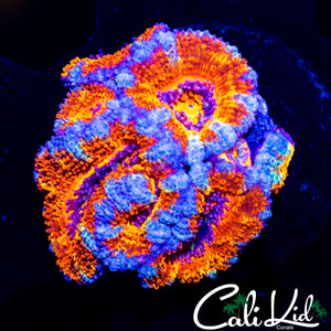 ULTRA RAINBOW ACAN MINI COLONY