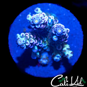 RAINBOW TENIUS CHUNK