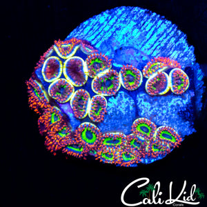 FRUITLOOPS ZOA COLONY