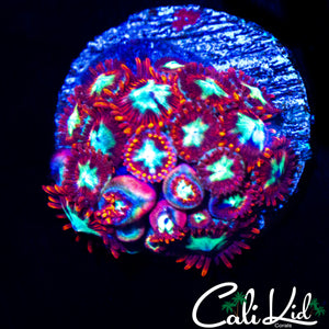 CK SPOTIFY ZOA COLONY
