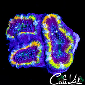 RAINBOW RING ACAN TRIPLE