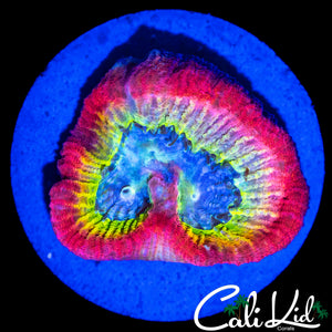 CK RARE RAINBOW FAVIA