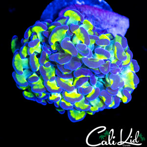 OG PURPLE / GREEN BRANCHING HAMMER