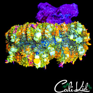 CK HISTERIA BOUNCE MUSHROOM (LARGE)