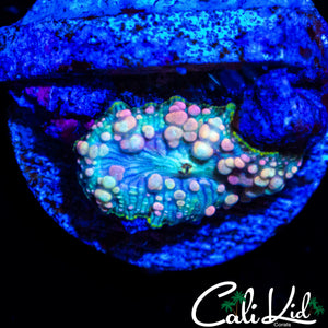 NEPTUNE BOUNCE MUSHROOM