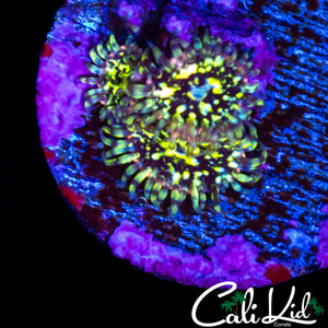 CK PINEAPPLE EXPRESS ZOA TRIPLE