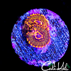 JF ASKRAK ZOA TRIPLE