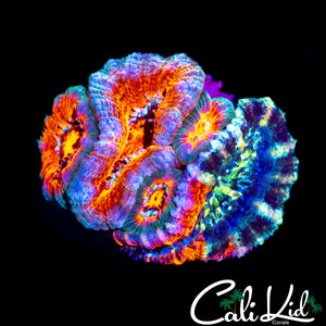 SUPER RARE GRAFTED ACAN MINI COLONY