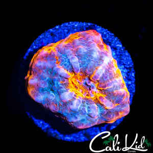 AUSSIE RAINBOW CHALICE FRAG