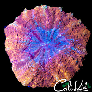 XL RAINBOW SWIRL ACANTHO