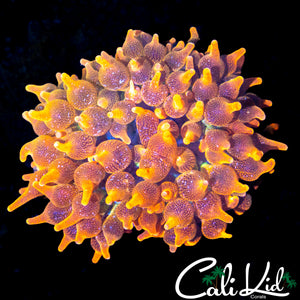 CSB TYPE ANEMONE