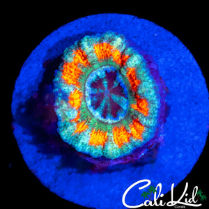 CK UNRELEASED ACAN