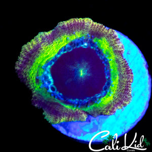 ULTIMATE RAINBOW ASIAN ACAN