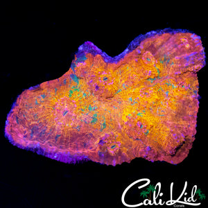 RAINBOW CHALICE CHUNK