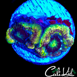 ULTIMATE RAINBOW ASIAN ACAN DOUBLE