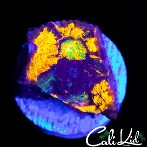 CK RAINBOW ECHINATA
