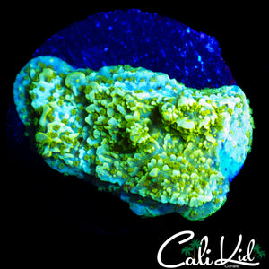 TYREE NEON GREEN MONTI