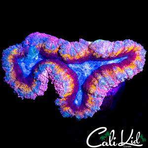 PURPLE HAZE RAINBOW LOBO