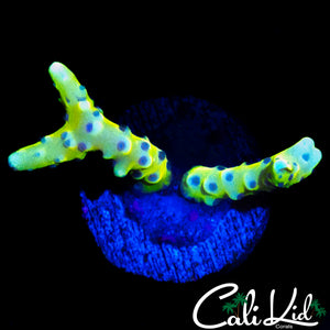 RRC GOLDEN ROD GRAFTED ANACROPRA