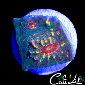 ULTRA EYE CHALICE