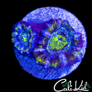 ULTRA RAINBOW ACAN DOUBLE