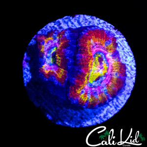 CK PINK DYNASTY ACAN DOUBLE (LAST ONE!)